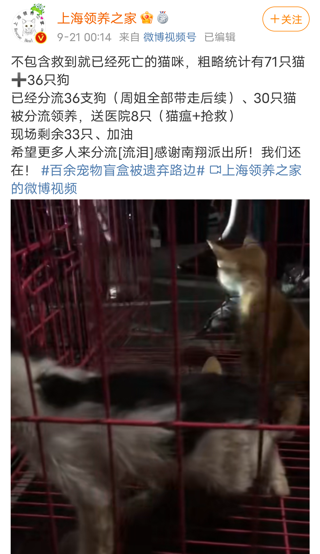 3000亿元宠物经济的背后乱象：猫的子宫、身体与生命，全都是钱