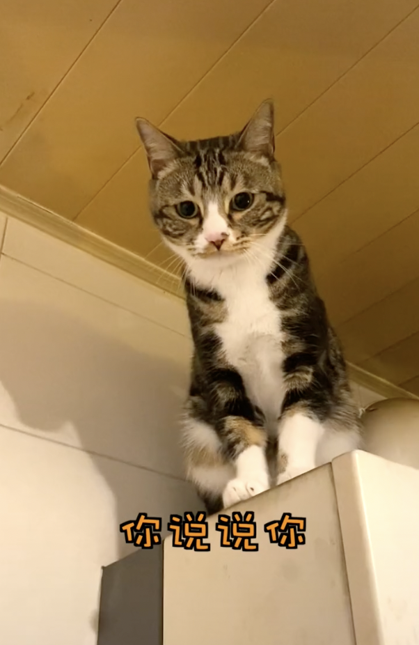 宠物网红：替人赚钱的工具猫狗