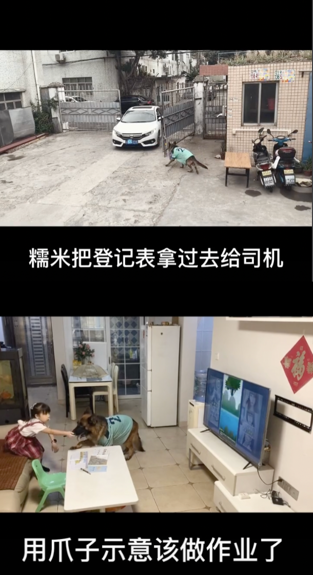 宠物网红：替人赚钱的工具猫狗