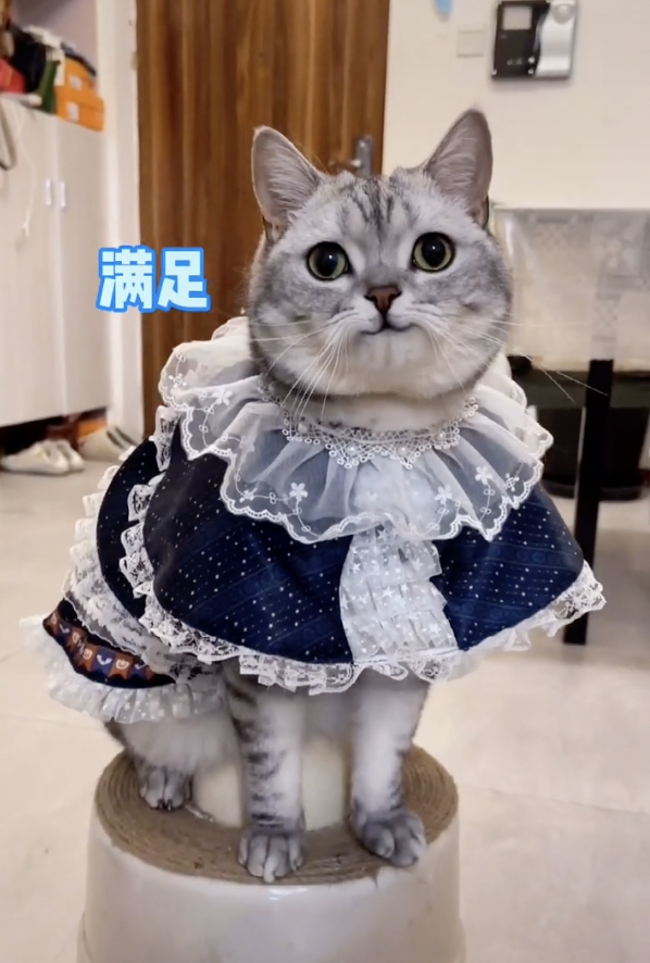 宠物网红：替人赚钱的工具猫狗