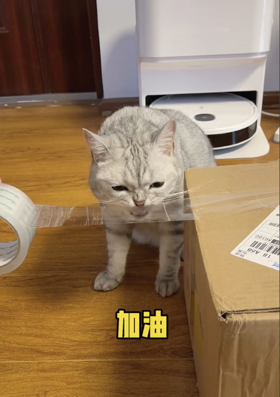 宠物网红：替人赚钱的工具猫狗