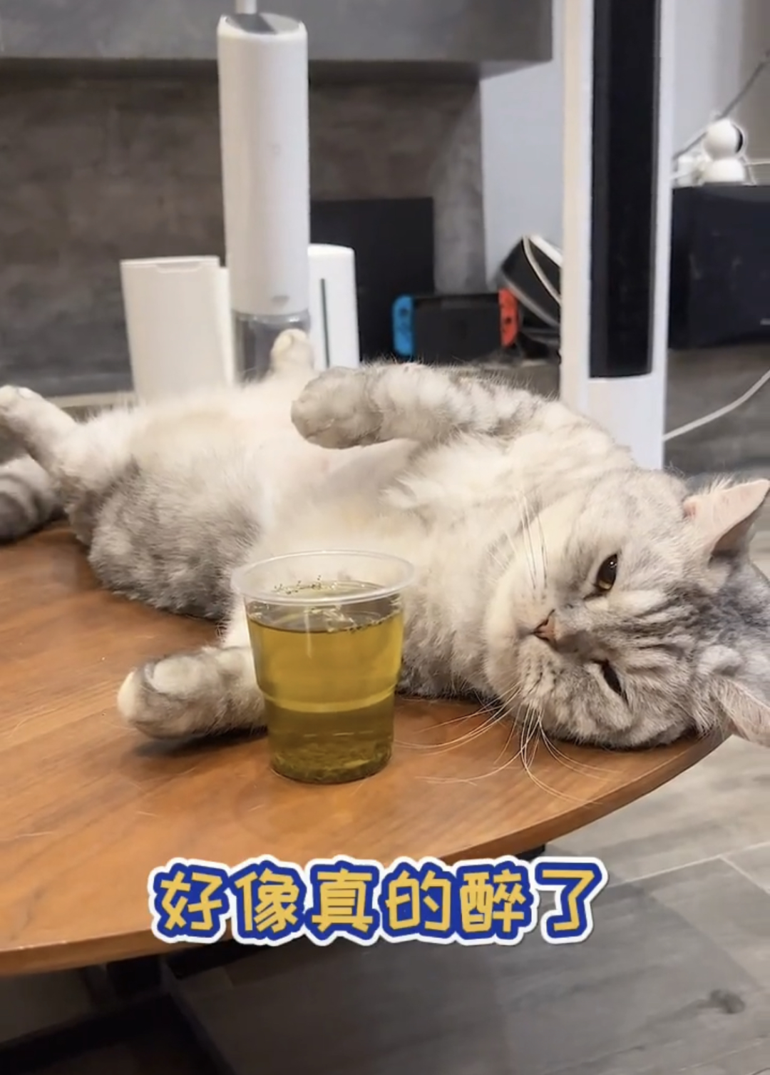 宠物网红：替人赚钱的工具猫狗